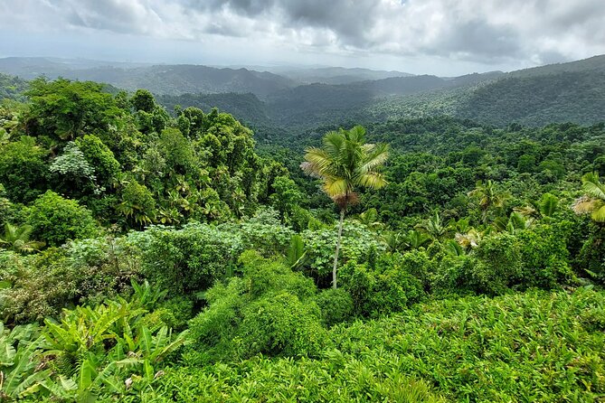 Puerto Rico: El Yunque Sightseeing Half-Day Tour w/Transfer - La Coca Waterfall is short, scenic, and easy to photograph
