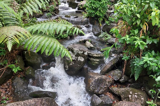 Puerto Rico: El Yunque Sightseeing Half-Day Tour w/Transfer - Guides, transport, and group size