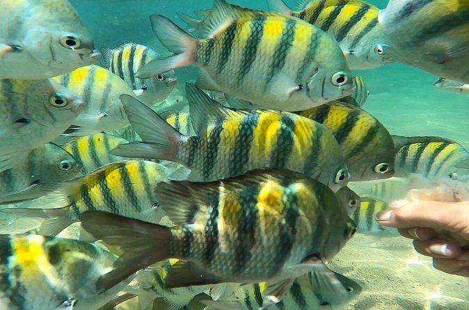 Puerto Rico Guided Tour from Old San Juan to Loïza - Escambrón Beach and the tropical fish