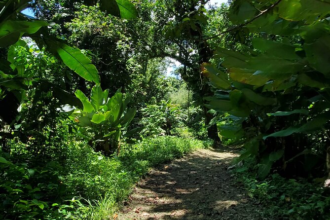 Rainforest and Junglequi Zipline Combo Tour - Luquillo Beach kiosks and lunch on your own