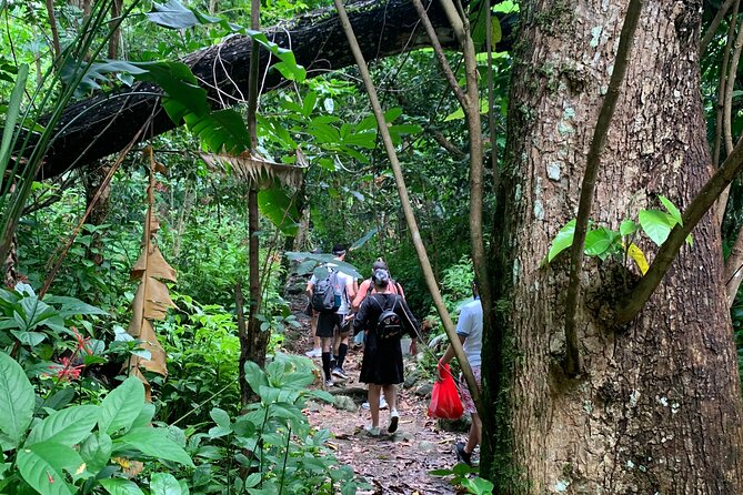 Rainforest Nature Walk & Luquillo Beach Combo - Guides make a real difference