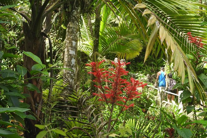Rainforest Nature Walk & Luquillo Beach Combo - Yokahú Tower and the 69-foot view