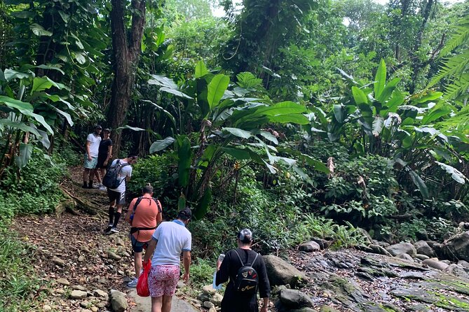 Rainforest River Nature Walk Adventure and Luquillo Beach - La Coca Falls: a dramatic stop with limited time