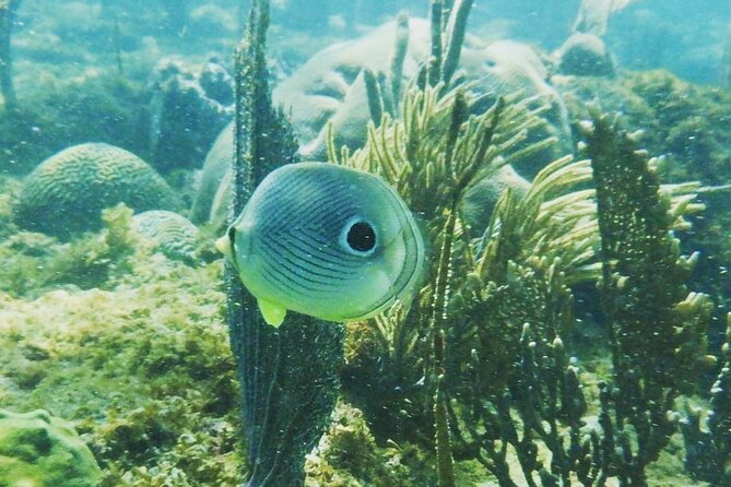 Rincon Snorkeling Adventure - What makes this Rincón snorkeling trip worth considering