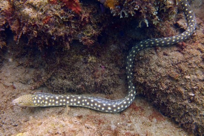 Rincon Snorkeling Adventure - Who should book this outing