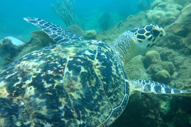 Rincon Snorkeling Adventure - What the first 30 minutes are really for
