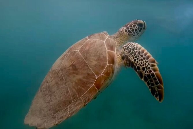 San Juan Guided Snorkel With Turtles Tour and Videos - What this San Juan snorkel actually feels like