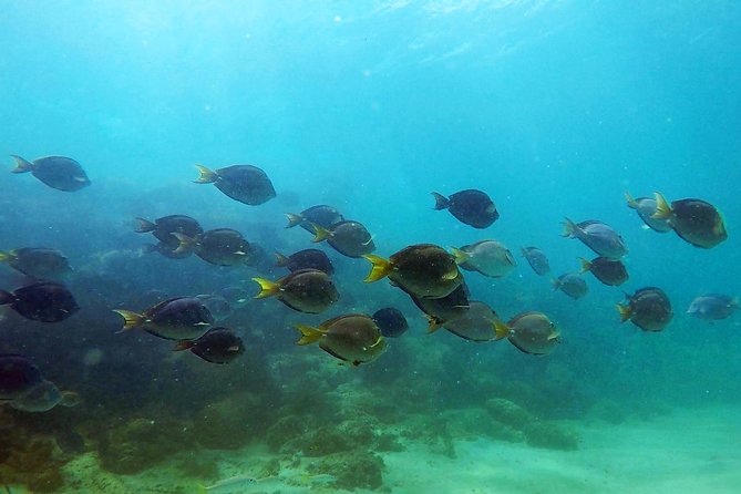 San Juan Guided Snorkel With Turtles Tour and Videos - Fish, coral, rays, and the turtle search