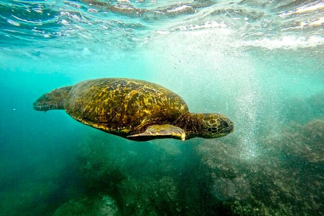 San Juan Guided Snorkel With Turtles Tour and Videos - The GoPro video is a useful extra