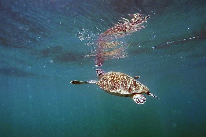San Juan Guided Snorkel With Turtles Tour and Videos - Is $42.30 a good price?