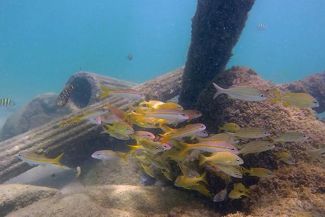 San Juan Guided Snorkel With Turtles Tour and Videos - Who will enjoy this most