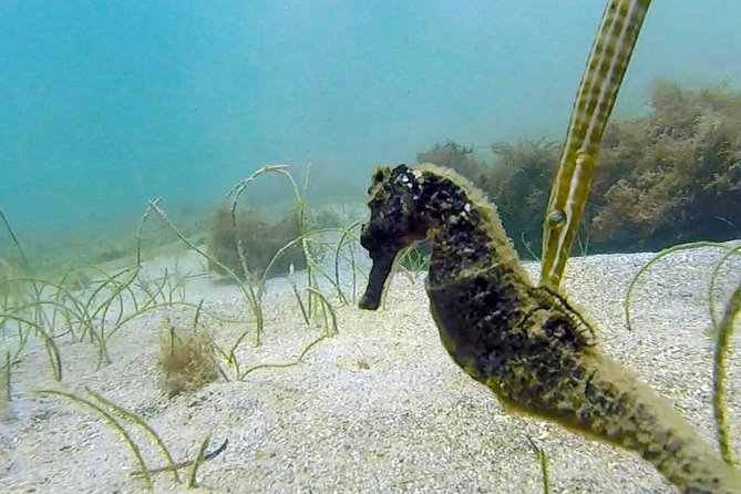 San Juan Guided Snorkel With Turtles Tour and Videos - Practical advice for a smoother outing