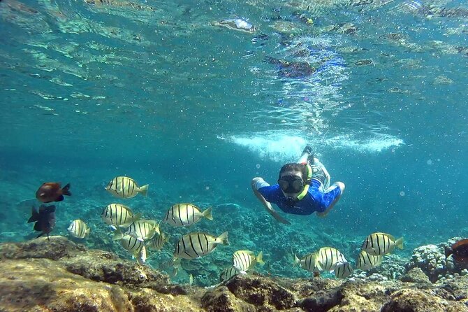 San Juan Guided Snorkeling Experience - With Transport 8am or 3pm - The morning and afternoon departures