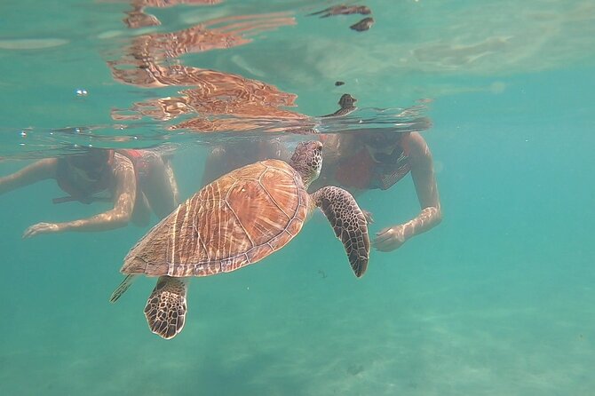 San Juan: Kids and Family Snorkeling Adventure with Videos - Key points to know before you book