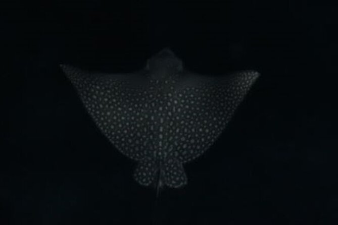 San Juan LED Night Snorkel - A 90-minute outing with a personal feel