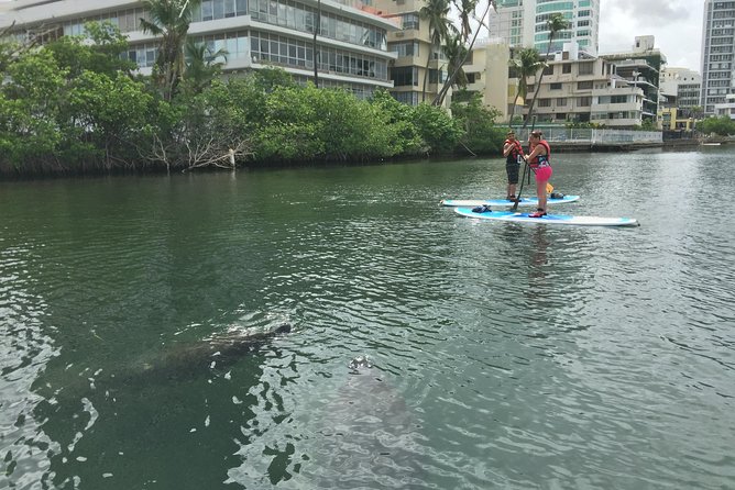 San Juan | Paddleboard | Kayak | Snorkeling | Guided Tours - Who will enjoy this San Juan outing