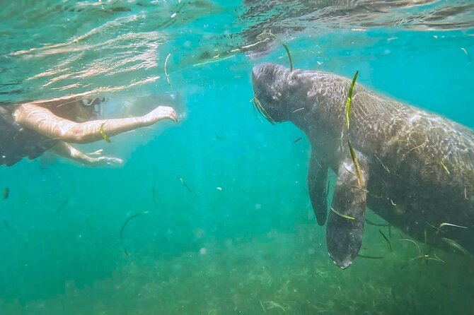 San Juan Snorkel with Turtles and Manatee's; Free Video and Rum! - Swimming Out From Playita del Condado