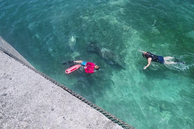 San Juan Snorkel with Turtles and Manatee's; Free Video and Rum! - Sea Turtles, Manatees, and the Value of a Second Try