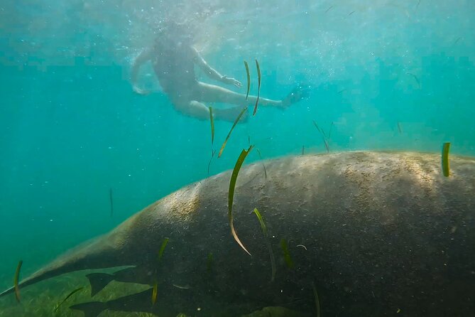 San Juan Snorkel with Turtles and Manatee's; Free Video and Rum! - What the Free Video Really Adds