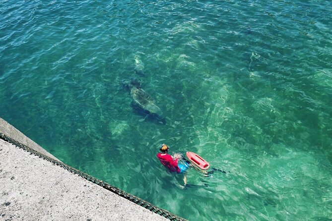 San Juan Snorkel with Turtles and Manatee's; Free Video and Rum! - How the $82 Price Holds Up