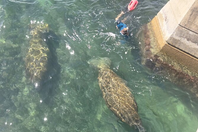 San Juan Snorkel with Turtles and Manatee's; Free Video and Rum! - Timing, Cancellations, and Arrival Advice