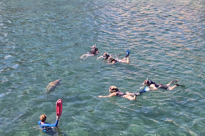 San Juan Snorkel with Turtles and Manatee's; Free Video and Rum! - Should You Book the San Juan Turtle and Manatee Swim?