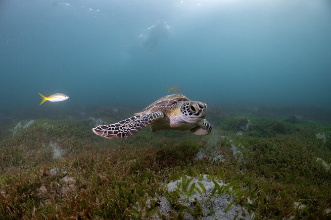 San Juan Snorkeling Tour with Fish and Turtles - Why this short San Juan snorkel is worth considering