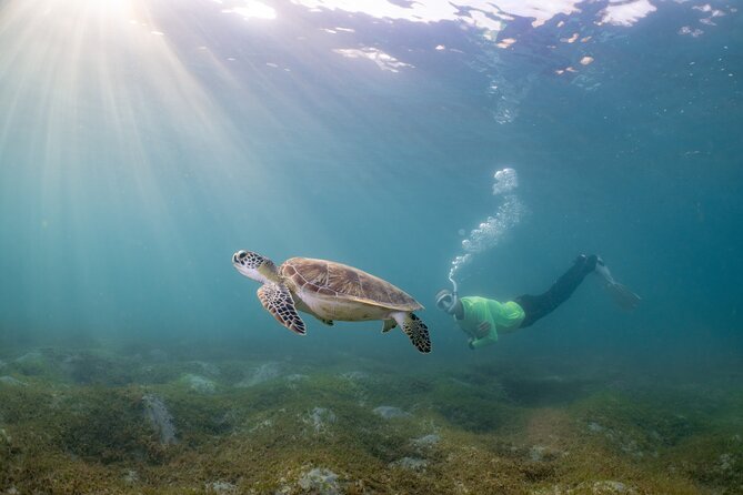San Juan Snorkeling Tour with Fish and Turtles - The fish-finding mission and underwater features