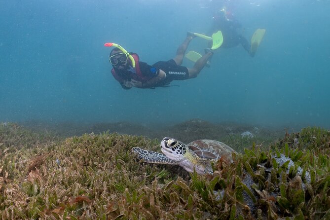 San Juan Snorkeling Tour with Fish and Turtles - What guides do well for beginners and families