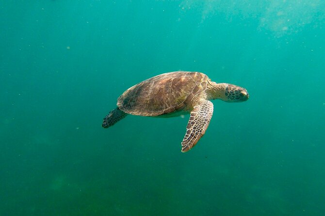 San Juan: Snorkeling with Turtles Adventure and Free Videos - Key points to know before booking