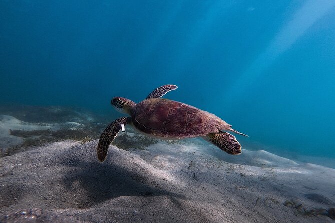 San Juan: Snorkeling with Turtles Adventure and Free Videos - What happens during the 90-minute outing