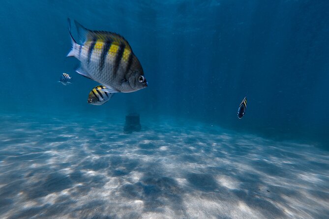San Juan: Snorkeling with Turtles Adventure and Free Videos - Choosing the right time and preparing well
