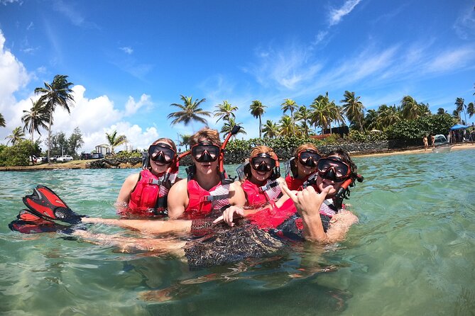 San Juan: Snorkeling with Turtles Adventure and Free Videos - The marine life you may see