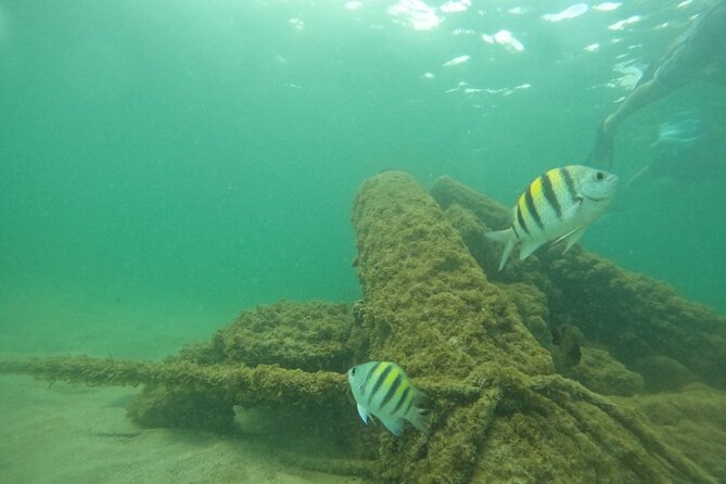 San Juan Turtle Spotting Snorkel Adventure with Videos - Is $50 a fair price?