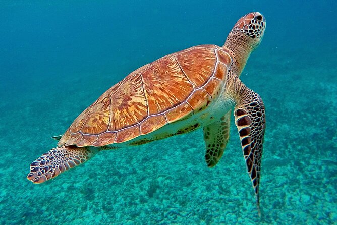 Scuba Dive and Snorkel Private Charter in Puerto Rico - Is $1,500 a fair price?
