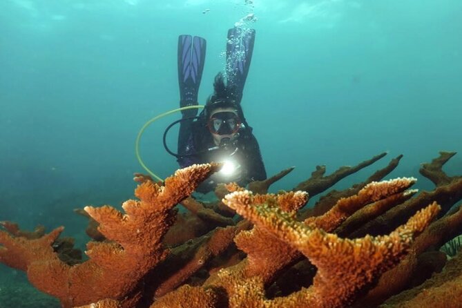 Scuba Tour for Certified Divers in San Juan - Escambrón’s city reef gives this trip its character