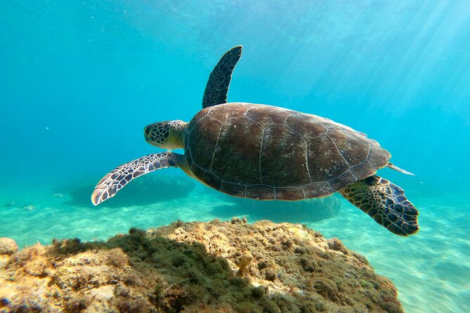 Snorkeling Adventure in Aguadilla - A shore reef instead of a boat excursion