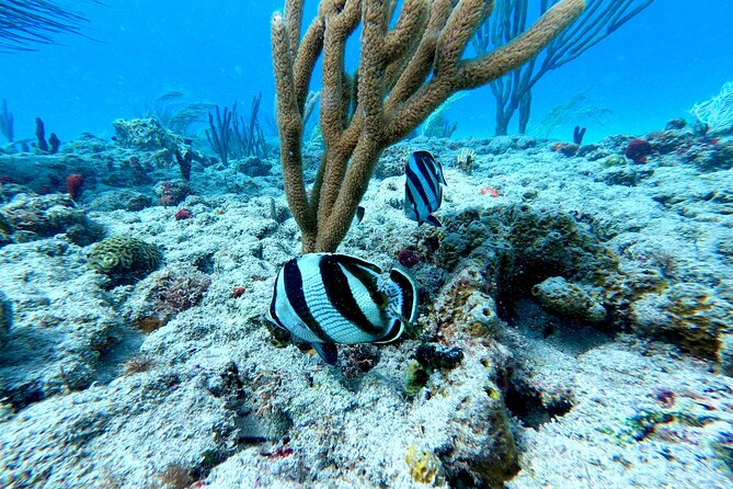 Snorkeling Adventure in Aguadilla - What you may see beneath the surface