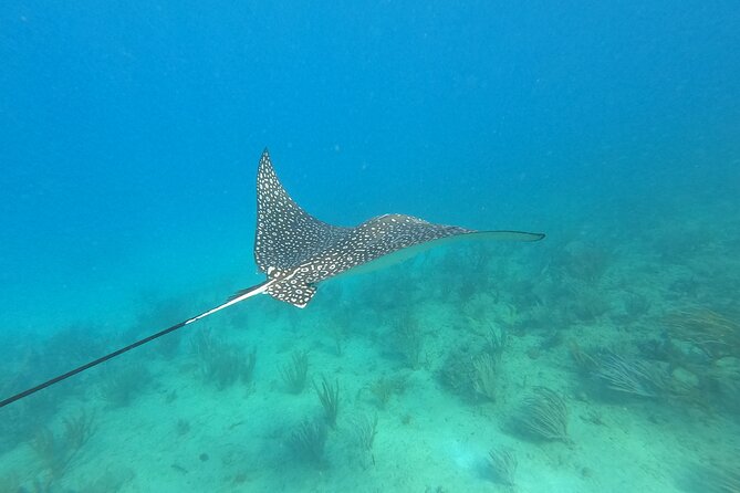 Snorkeling Adventure in Aguadilla - Is $98 a fair price?