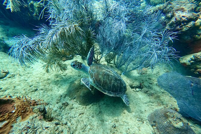 Snorkeling Adventure in Aguadilla - Conditions, flexibility, and what to bring
