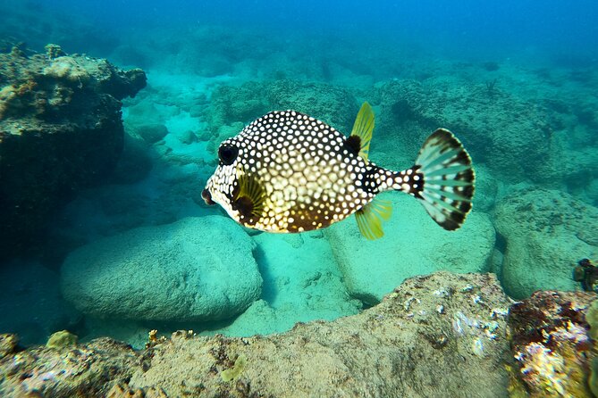 Snorkeling Adventure in Aguadilla - Meeting at Peña Blanca Beach in Aguadilla