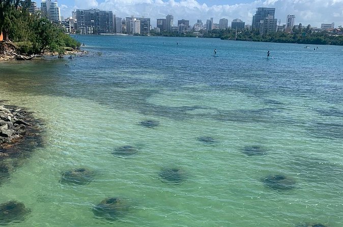 Snorkeling Guided Tour Experience in Condado Lagoon - Guides who make the biggest difference