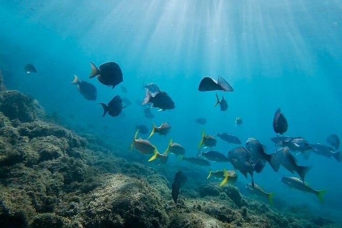 Snorkeling in Paradise - Videos Included - The videos are useful, not just a sales extra