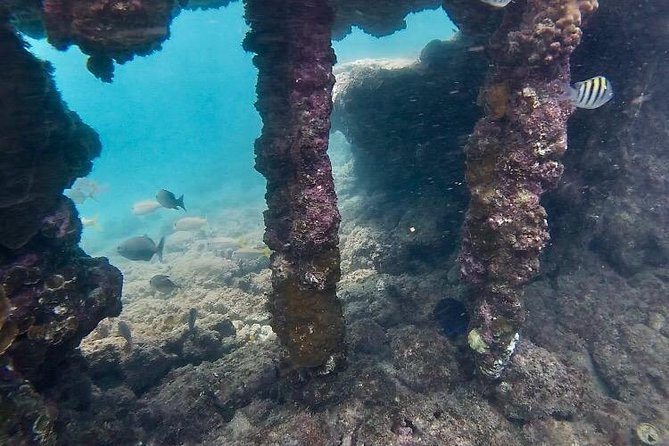 Snorkeling in Paradise - Videos Included - What $41.65 buys you