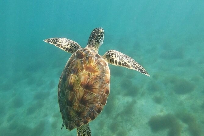 Snorkeling in Paradise - Videos Included - Sunscreen, jewelry, and family planning
