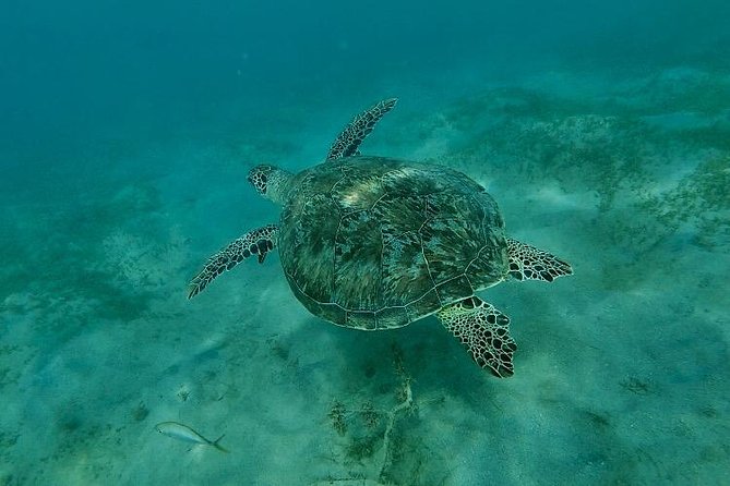Snorkeling in Paradise - Videos Included - Who should book this Escambron snorkeling tour