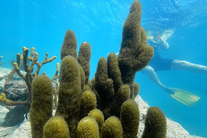 Snorkeling & Kayak Eco-Adventure in Puerto Rico - Key points to know before you book