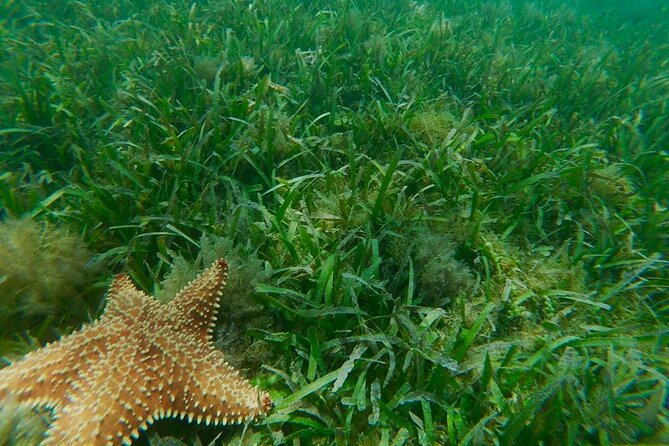Snorkeling & Kayak Eco-Adventure in Puerto Rico - What is included for $69