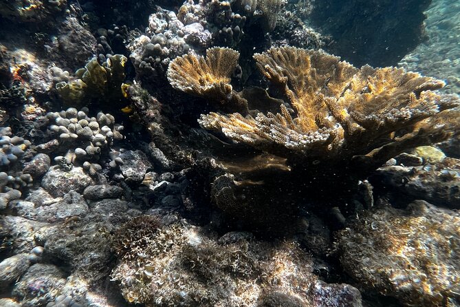 Snorkeling & Kayak Eco-Adventure in Puerto Rico - Small details that make the morning easier