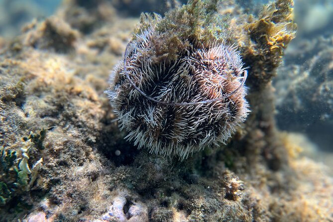 Snorkeling Lesson & Interactive Experience for Kids and Adults - Choosing a lesson time in Fajardo